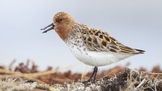 Spoonbilled Sandpiper Courtship [upl. by Arat]