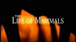 BBC Life of Mammals Theme Tune Opening  Sir David Attenborough [upl. by Meehsar]