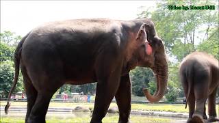 Gajah LUCU di ragunan zoo indonesia [upl. by Etireugram857]