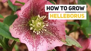 Helleborus Growing Guide Hellebore Lenten Rose  All You Need to Know to Get Started [upl. by Ahtenek]