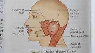 PAROTID GLAND ANATOMYNOTESBDCHAURASIAHEADNECK AND BRAIN ANATOMY [upl. by Sucirdor]