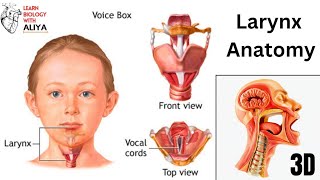 Larynx Anatomy  medical animation video  learn Biology with Aliya [upl. by Kohl]