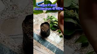 how to grow cutting of clerodendrum inerme grow cuttings in monsoon shortsfeed youtubeshorts [upl. by Ludwog]