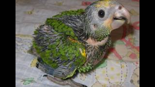 5 week old Yellow Shouldered Amazon Baby Parrot [upl. by Amhser]