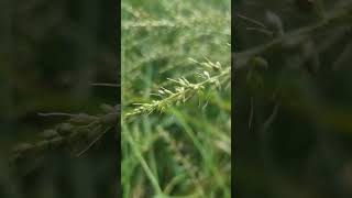 사초과 피속屬 학명 Echinochloa 에키노클로아은 벼과의 속이다30여 종이 전 세계에 널리 분포하며한국에서 자생하는 종은 피논피돌피대만피 4종이다 [upl. by Yoo]