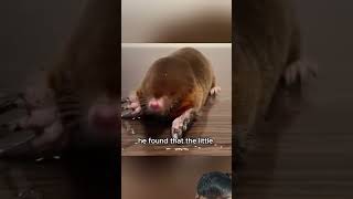 Moles and strange love animals rat cute pets mole otter love sealifeoceanworld reptiles [upl. by Rosse]