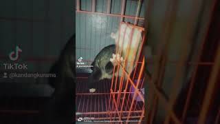 MUSANG PANDAN MOZAIK  kurama musang jualmusang shorts animals [upl. by Ynamad]