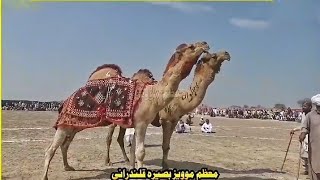 camel vs camel festival  part 1st [upl. by Kramal]