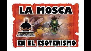 LA MOSCA EN EL ESOTERISMO  ESOTERISMO AYUDA ESPIRITUAL [upl. by Ashford68]