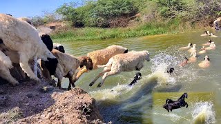 Sheeps Swimming 🐑Lake Crossing Sheeps Jumping Into The River [upl. by Ahsienyt457]