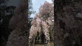 Wisteria floribunda rosea  Glicinia rosada  Flor de Pluma rosa  Wisteria rosada [upl. by Nosilla]