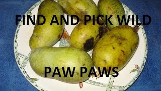 How to Tell When a Pawpaw is Ripe [upl. by Nodab]