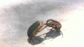 Cotinus texana Metallic Green Fig Beetle [upl. by Eigna1]