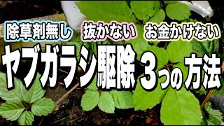 【ヤブガラシ駆除】重曹！熱湯！くるくる巻く！実験しました！ガーデニング初心者 庭づくり [upl. by Ennayhs]