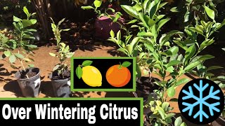 Preparing Citrus Trees Lemon and Orange For The Indoors Over Winter [upl. by Nirmak]