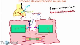 Fisiología  Contracción Muscular Parte 2 Proceso de contracción muscular  union neuromuscular [upl. by Godric219]