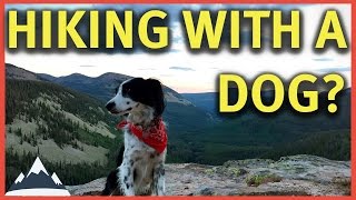 Hiking With A Dog  Tips and Considerations [upl. by Eeznyl]