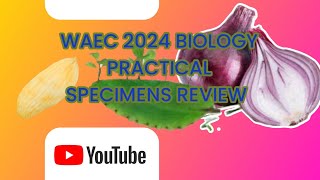 WAEC 2024 BIOLOGY PRACTICAL SPECIMENS REVIEW [upl. by Aicetel]