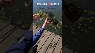 Um Bitelo do Lago Paranoá pesca tucunare [upl. by Bary]