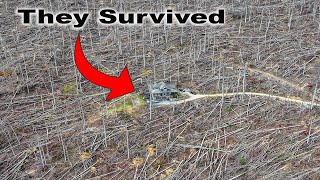 STAND TALL  Hurricane HELENE Demolishes Forest around Family in Asheville NC [upl. by Pradeep922]