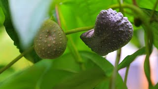 Dioscorea Bulbifera [upl. by Amsirak898]