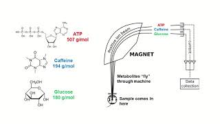 Metabolomics  Mass Spectrometry [upl. by Dante763]