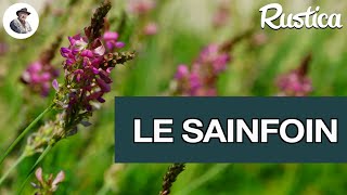 Le sainfoin une plante quatre en une [upl. by Ehctav]