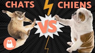 CHIENS VS CHATS qui va gagner [upl. by Ihskaneem36]