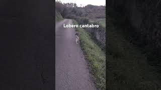 Lobero cantabro ASMR [upl. by Riorsson102]