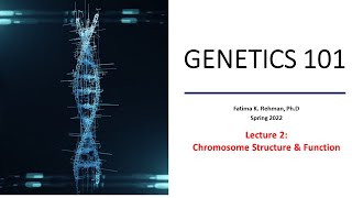 All About Chromosomes [upl. by Anaujait]