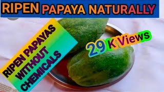 How to ripen papayas naturally faster at home Ripeningofpapaya without chemicalAGRICULTURE MAMATA [upl. by Kilby122]