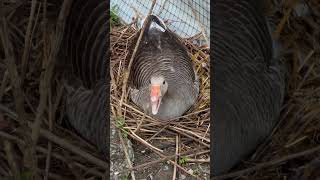 Greylag goose waterfowl animal goose [upl. by Soulier775]