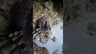 Hunting Lionfish [upl. by Tecil428]