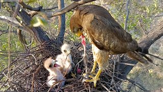 Eagle is feeding meat to babies AnimalsandBirds107 [upl. by Avigdor]