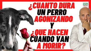 💔 CUANTO DURA UN PERRO AGONIZANDO 💔 QUE HACEN LOS PERROS CUANDO VAN A MORIR [upl. by Gorges989]