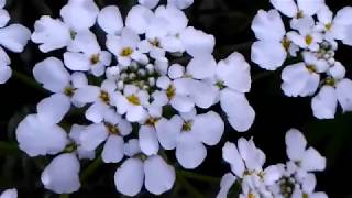 सर्दियों ⛄के सुंदर Candytuft💐के फूलBest winter flower plantsbest flowers plants [upl. by Enylorac265]