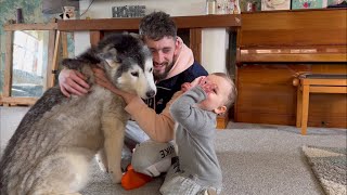 Grumpy Baby THROWS Tantrum Because Husky Getting Cuddles [upl. by Raffaello]