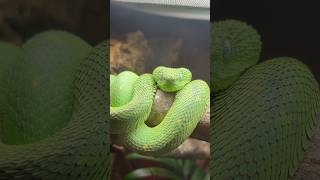 Mini dragons🐍💚🐉 West African Bush Viper Atheris chlorechis viper venomous snakes reptiles [upl. by Homer]