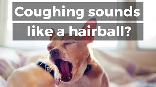 Dog Coughing Sounds Like a Hairball Do This [upl. by Olraced]