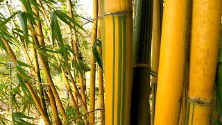 Sagano Bamboo Forest in Kyoto Tour in 4K BlueMoon Universe [upl. by Ful]