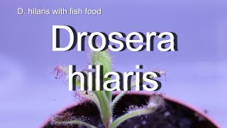 Drosera hilaris Zeitraffer mit Fischfuttertime lapse digesting fish food [upl. by Bordie229]