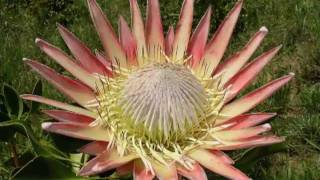 Flowers of South Africa [upl. by Noguchi]