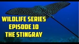 Wildlife Series Episode 10 The Stingray [upl. by Anilram]