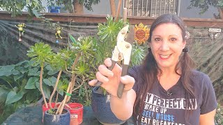 Aeonium Succulent Propagation  How To Propagate from Cuttings [upl. by Attehcram]