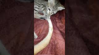 Day 106 of 30 days continue posting shortsviral 30dayschallenge kitten [upl. by Stanwin]