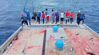 Maldives skipjack tuna fishing  how to fishing Maldives Deep Sea [upl. by Aicelav]