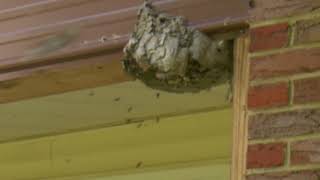 4K Giant Wasp Nest destoyed while wasps attack [upl. by Geaghan]