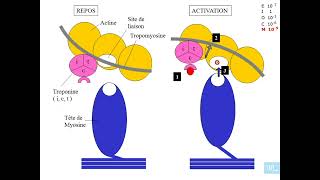 5  Physiologie cardio vasculaire partie 5 [upl. by Oiromed]