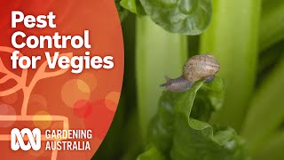 Safely control pests in the vegie patch  Growing fruit and vegies  Gardening Australia [upl. by Lynette]