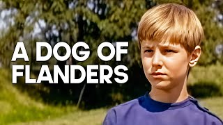 A Dog of Flanders  Emotional Family Film [upl. by Nlyak635]